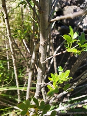 Heteromorpha