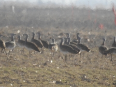 Otis tarda dybowskii