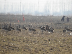 Otis tarda dybowskii