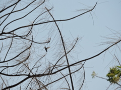 Cynanthus latirostris