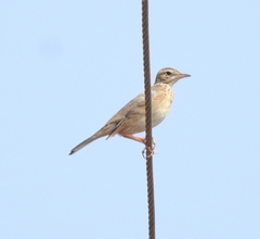 Anthus rufulus