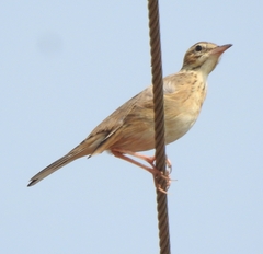 Anthus rufulus