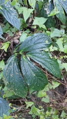 Elatostema platyphyllum