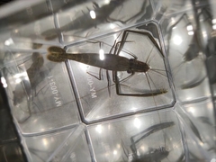 Macrobrachium nipponense