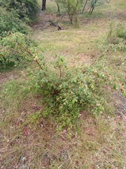 Pomaderris prunifolia