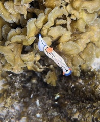 Hypselodoris maritima