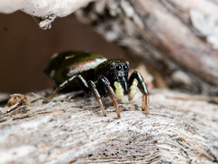 Heliophanus chovdensis