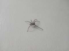 Heteropoda venatoria