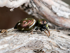 Heliophanus chovdensis