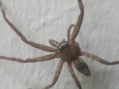 Heteropoda venatoria