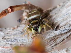 Heliophanus chovdensis