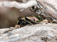 Heliophanus chovdensis