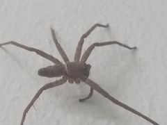 Heteropoda venatoria