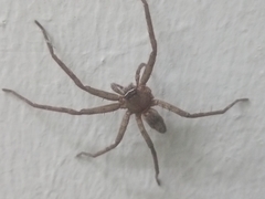 Heteropoda venatoria