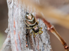 Heliophanus chovdensis