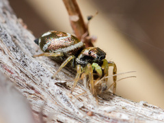 Heliophanus chovdensis