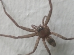 Heteropoda venatoria