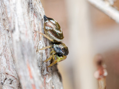 Heliophanus chovdensis