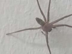 Heteropoda venatoria