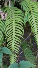 Phegopteris decursive-pinnata