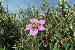 Fagonia cretica