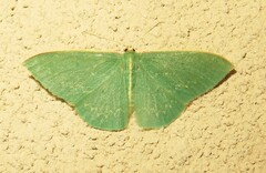 Chlorocoma melocrossa