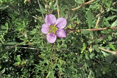 Fagonia cretica