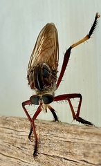 Colepia rufiventris