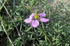 Fagonia cretica