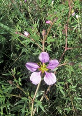 Fagonia cretica
