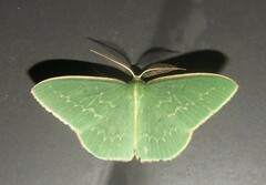 Chlorocoma melocrossa