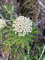 Ozothamnus ferrugineus