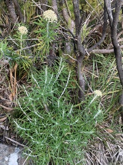 Ozothamnus ferrugineus