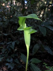 Arisaema petiolulatum