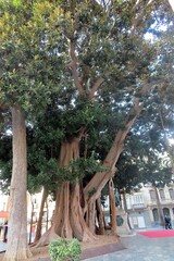 Ficus macrophylla