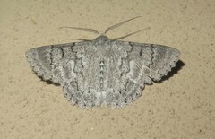 Crypsiphona tasmanica