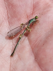 Ischnura aurora aurora