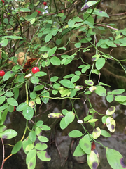 Rosa nutkana hispida