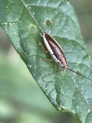 Balta bicolor