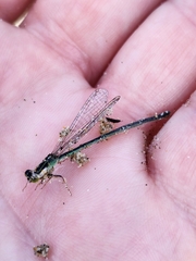 Ischnura aurora aurora