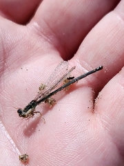 Ischnura aurora aurora