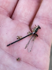 Ischnura aurora aurora