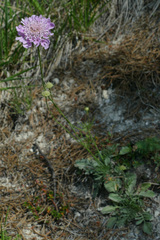 Scabiosa pyrenaica
