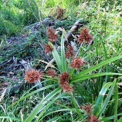 Cyperus lucidus