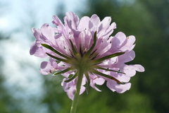 Scabiosa pyrenaica