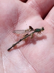 Ischnura aurora aurora