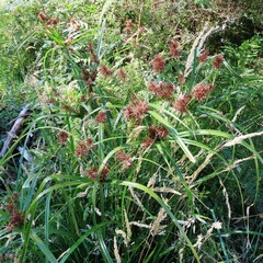 Cyperus lucidus