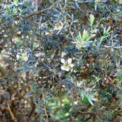 Leptospermum lanigerum
