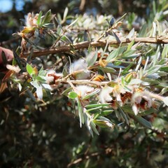 Leptospermum lanigerum