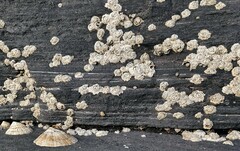 Chthamalus stellatus